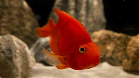 血鸚鵡水質|血鸚鵡(財神魚)飼養教學及注意 – 寵物百科